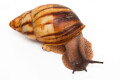 Archachatina marginata candefacta Cameroon striped adult
